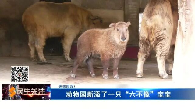 动物园新添了一只"六不像"宝宝_腾讯新闻