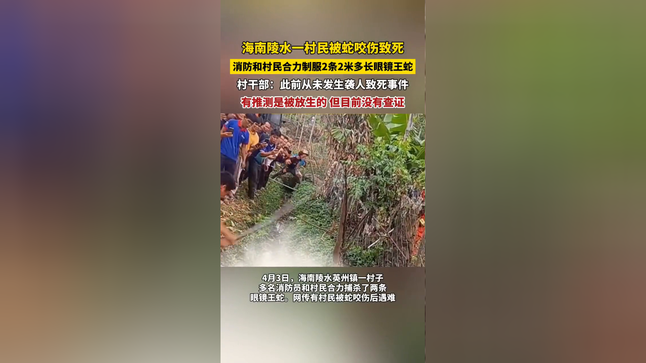 村民被蛇咬伤致死!两条2米多长眼镜王蛇被制服