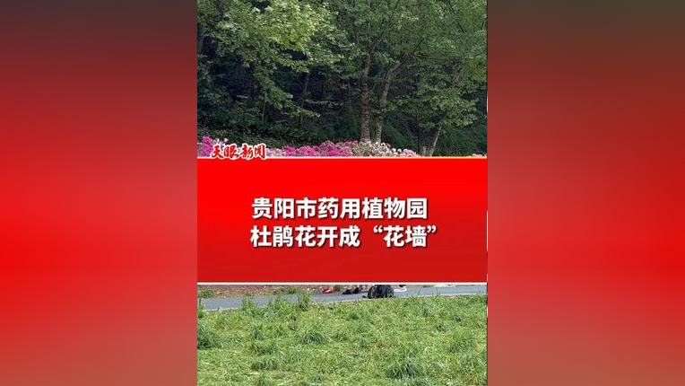 贵阳市药用植物园 杜鹃花开成"花墙"(记者/制作:邱凌峰)