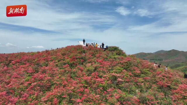 大围山杜鹃图片