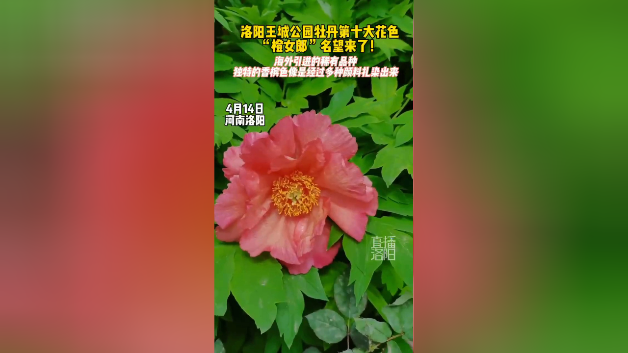 洛阳王城公园牡丹第十大花色"橙女郎"名望来了!