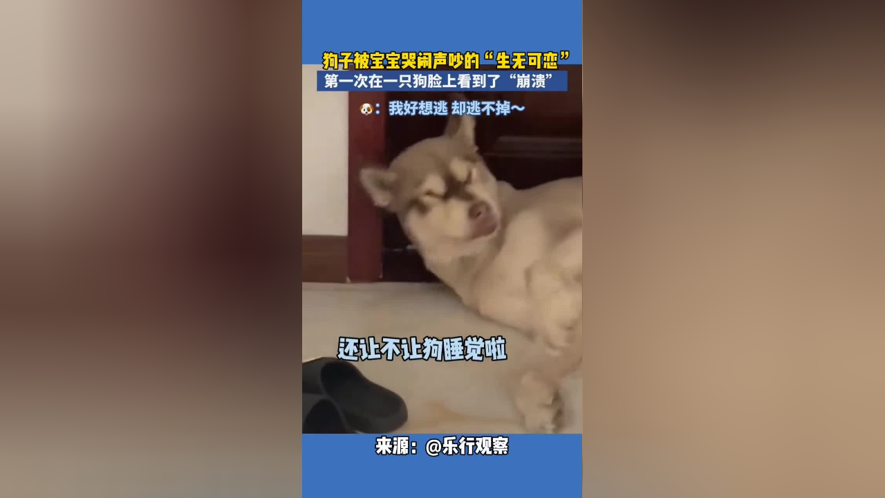 狗子:我想逃,有趣的灵魂万里挑一好看的皮囊千篇一律