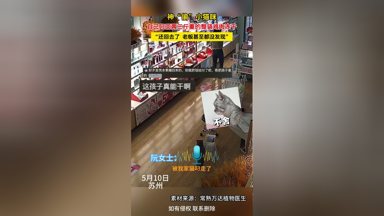 神"偷"小猫咪,叼走两三斤重的整袋鸡肉冻干,老板甚至都没发现