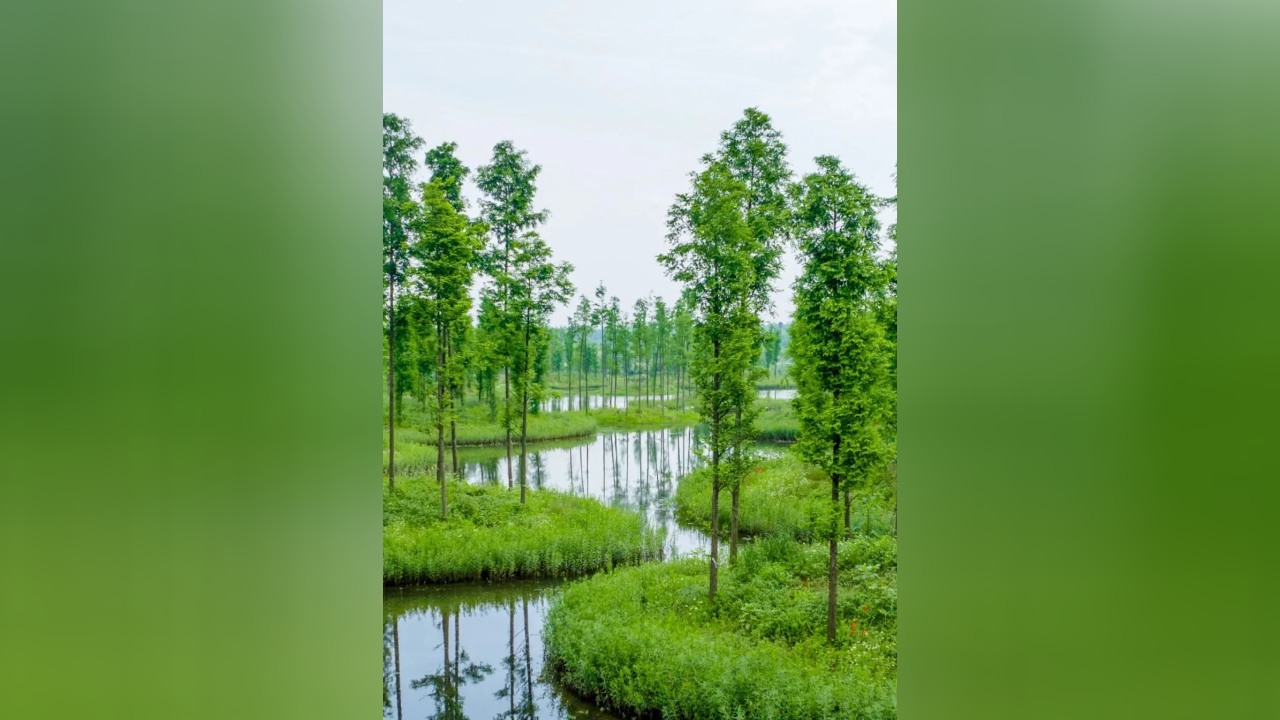 满目绿意,五月大泽湖湿地公园美景上新