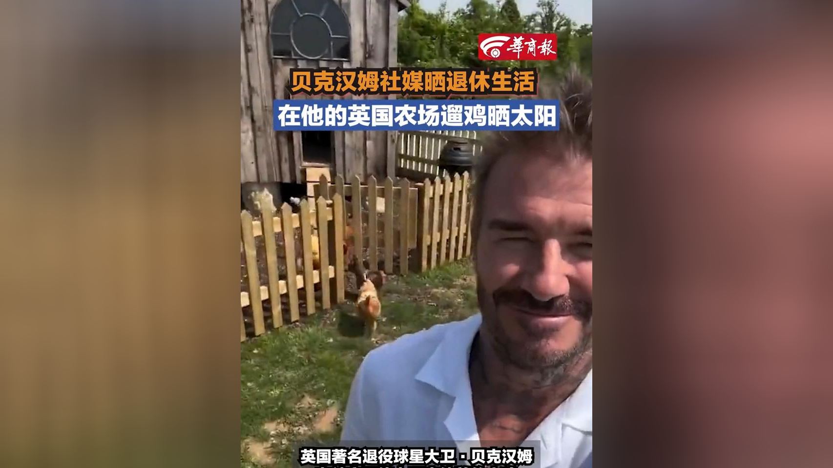 【贝克汉姆社媒晒退休生活 在他的英国农场遛鸡晒太阳】#贝克汉姆遛鸡