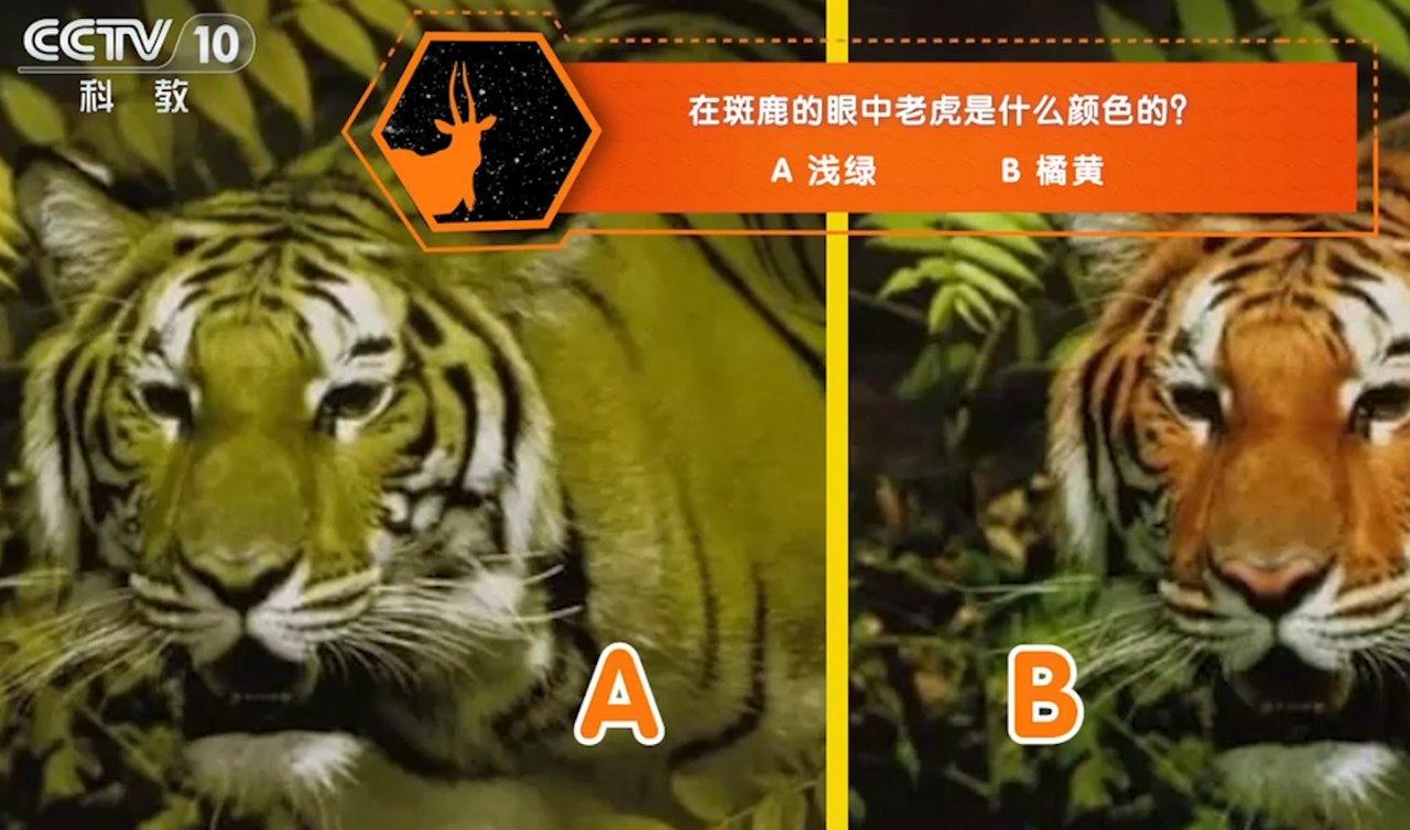 鹿患有红绿色盲,在斑鹿的眼中,老虎的颜色竟是绿色的