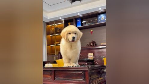 赛级小金毛的快乐生活 #赛级金毛幼犬 #赛级金毛俱乐部 #赛级金毛 #双