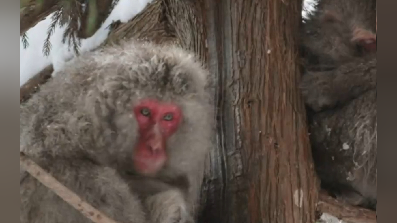 日本猕猴是非人灵长类分布纬度最高的种类,适应环境很快,也是非常聪明