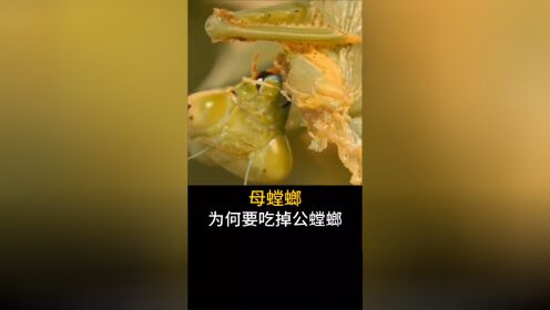 螳螂吃什么食物图片图片