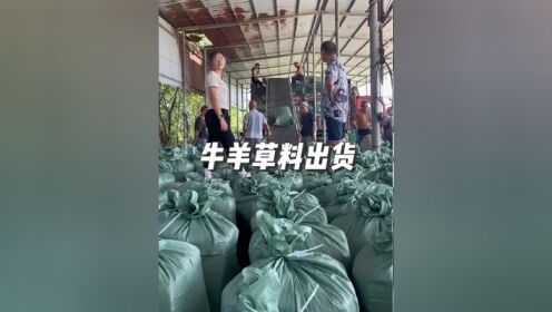 目前青储草料货源充足,不仅湖北仙桃基地有货,还有江西吉安,九江,南昌