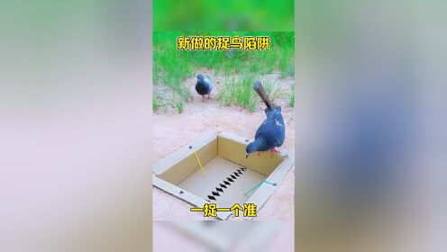 新做的捕鸟陷阱,一捉一个准!