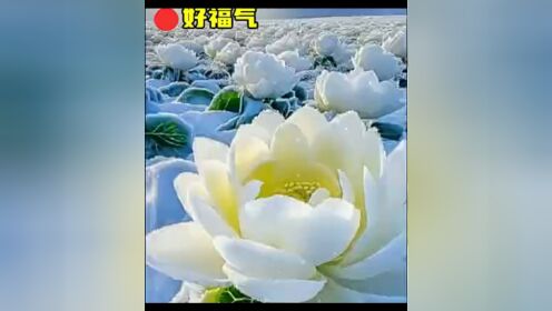 终于看到了新疆天山雪莲!几年一开花,太美了!