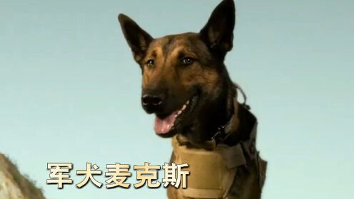 红警军犬图片