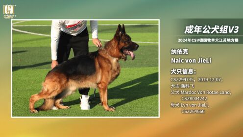 csv德国牧羊犬血统证书图片