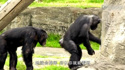 动物园的野生世界第2季06 黑猩猩&帚尾岩袋鼠&岩石