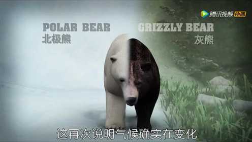 全球变暖造就更多杂交动物：灰熊与北极熊交配