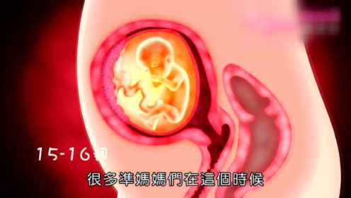13-27周胎儿发展动画