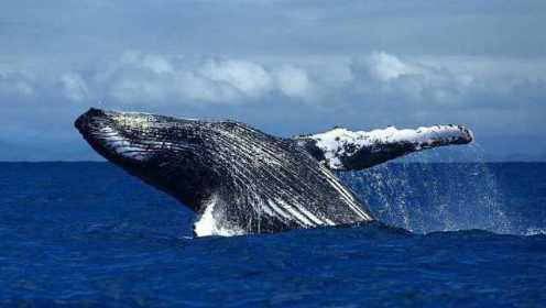 地球觉醒之旅：座头鲸之歌