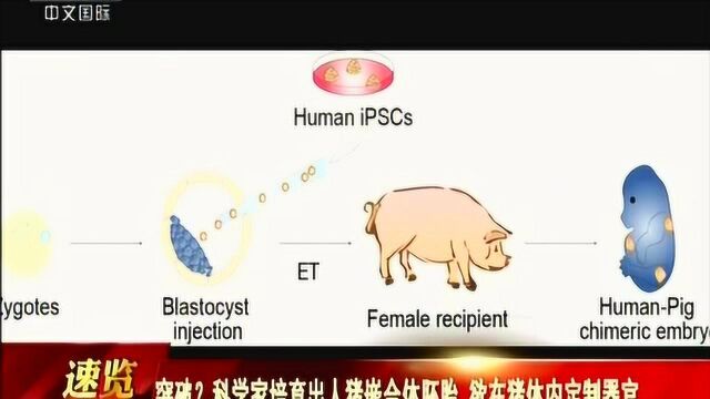 突破科学家培育出人猪嵌合体胚胎欲在猪体内定制器官