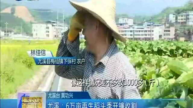 尤溪 6万亩再生稻头季开镰收割