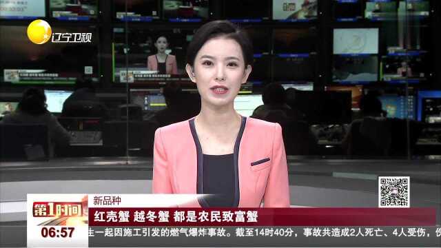 新品种 红壳蟹 越冬蟹 都是农民致富蟹