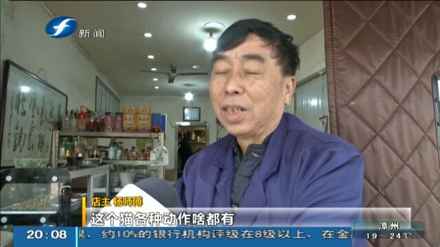 陕西西安 “励志”招财猫 每天工作13小时赚饭钱