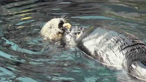 水獭仰躺在水面上 双手合抱啃螃蟹