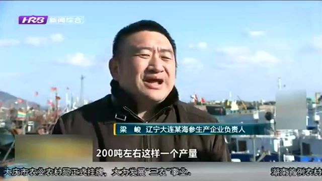 辽宁大连:圈养海参价格翻番 底播海参价格稳定