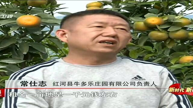 红河 做大新型经营主体 做实农村产业扶贫