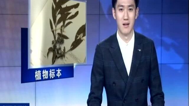 250年前的植物标本将与公众见面