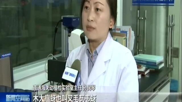 南通海关截获全国首例木大瘤蚜 旅客出入境切莫携带生物