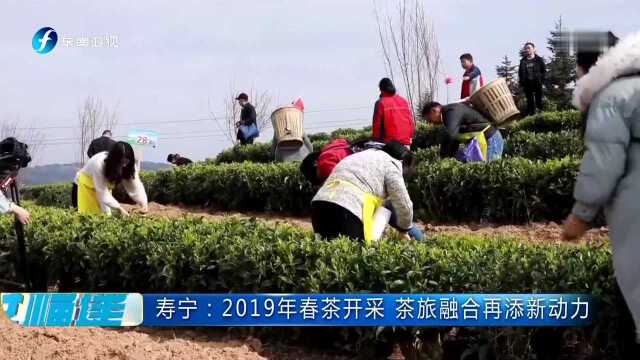 寿宁:2019年春茶开采 茶旅融合再添新动力