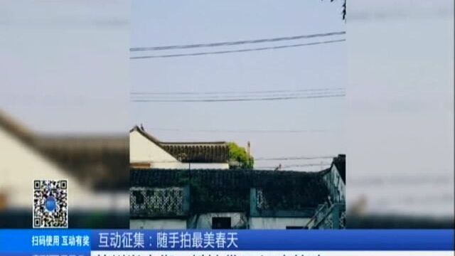 随手拍最美春天:苏州学士街——粉墙黛瓦 江南韵味