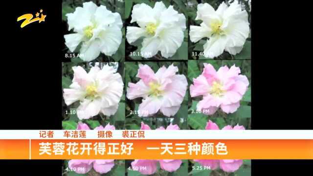 芙蓉花开得正好 一天会三种颜色