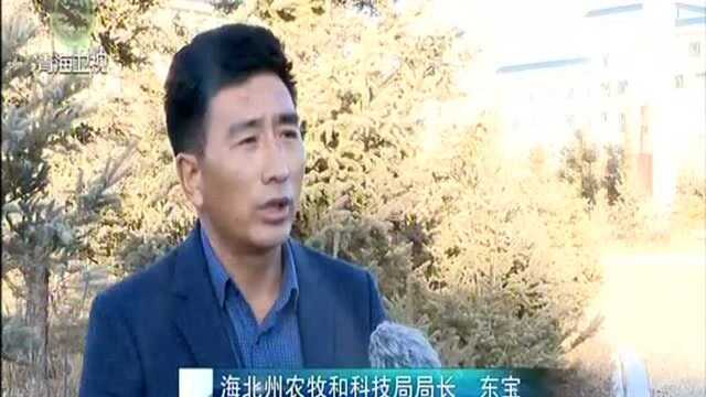 海北:深化主题教育 重塑农牧业发展新模式