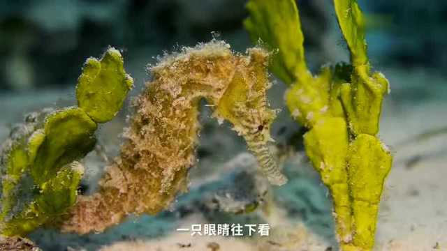 海马是鱼类吗