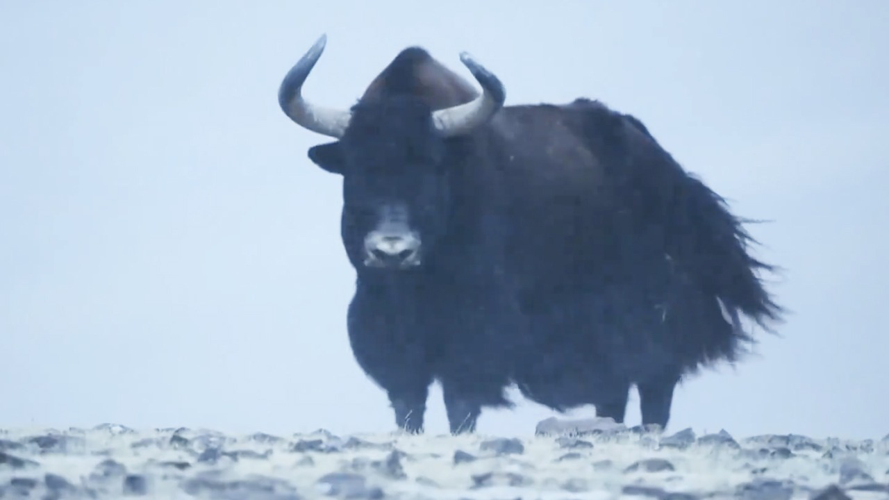遇见最极致的中国丨被族群排挤!独自过冬的野牦牛后来怎么样了?