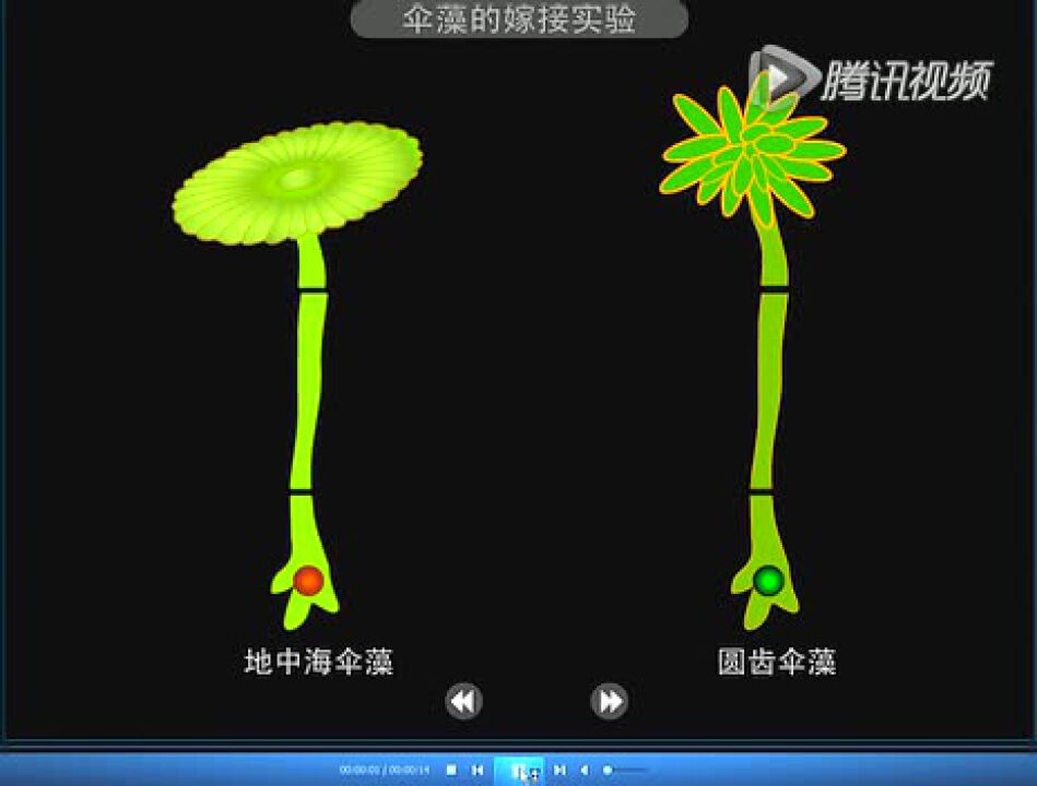 高一生物必修1第3章《伞藻嫁接实验》动画_高清1080P在线观看平台_腾讯视频