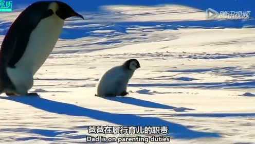 BBC纪录片年度压轴 帝企鹅宝宝的生命轮回之旅