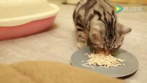 【猫主吉祥】猫酒店幽默短片之吃的艺术