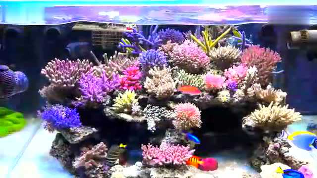 惊艳牛人的海水珊瑚鱼缸造景