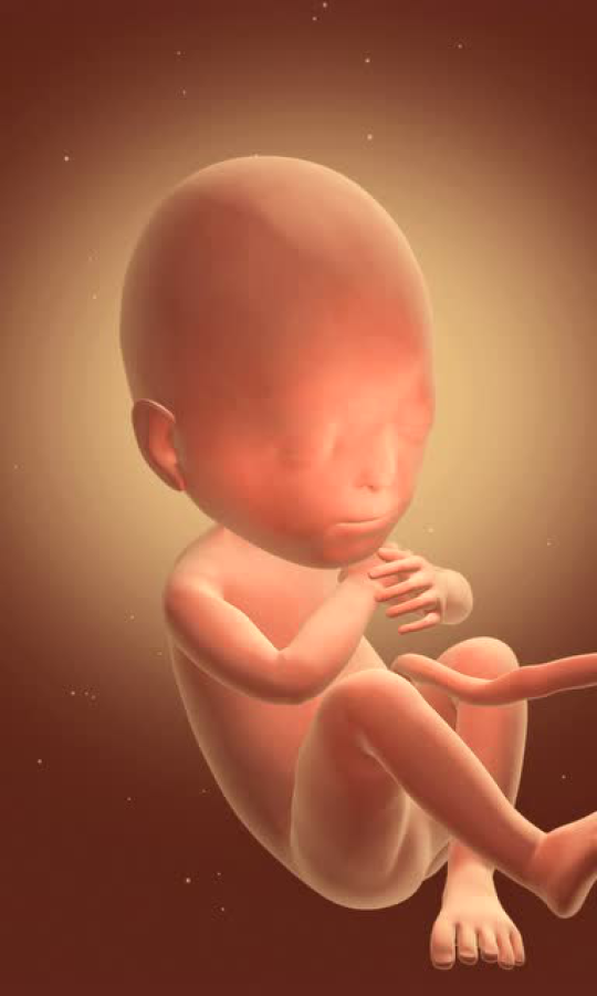 6月胎宝宝发育3d动态图