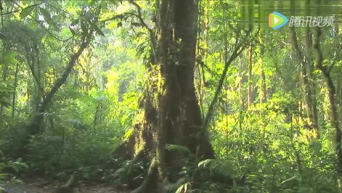 哥斯达黎加：热带雨林