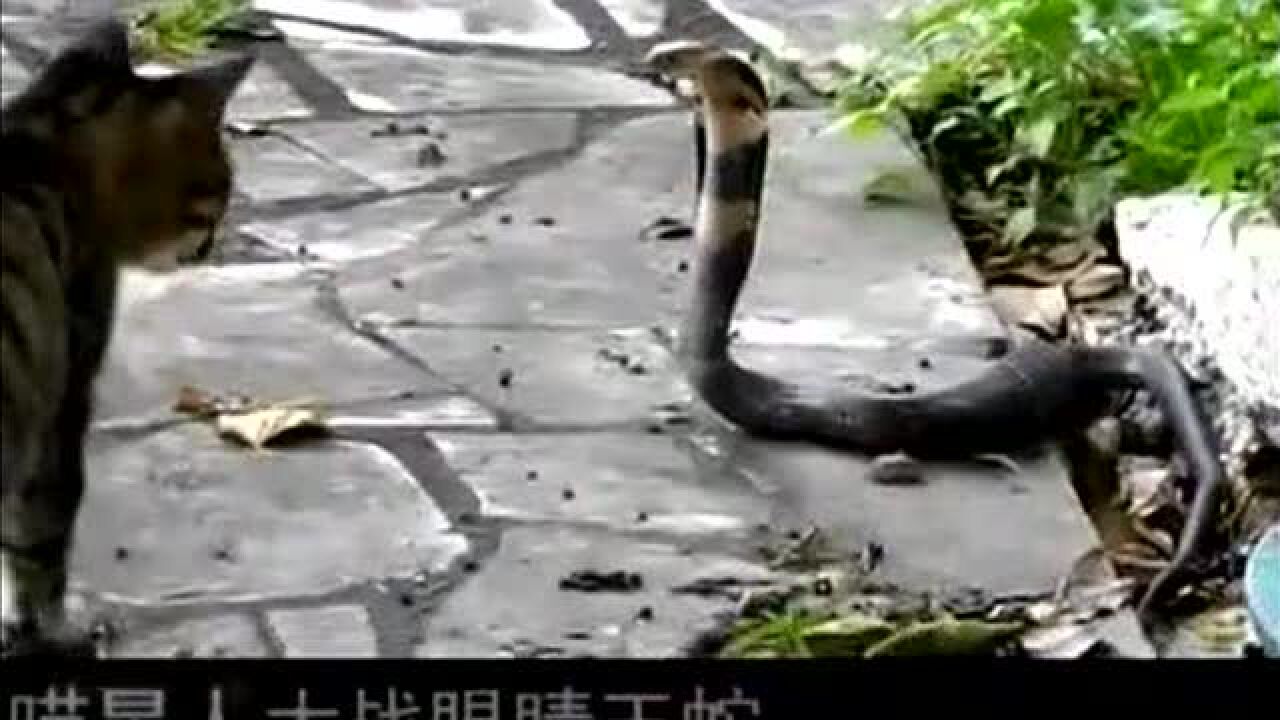 龙虎相斗谁才是真正的赢家_腾讯视频