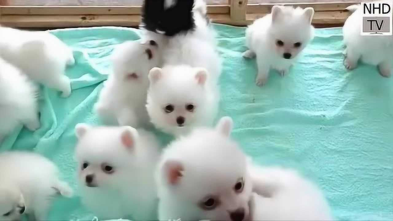 世界上最可爱的狗狗搞笑视频_腾讯视频