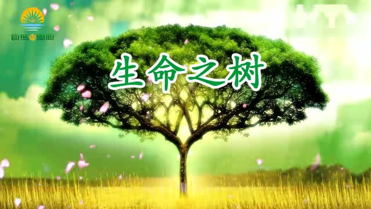 生命之树MV孝道歌曲!_高清1080P在线观看平台_腾讯视频