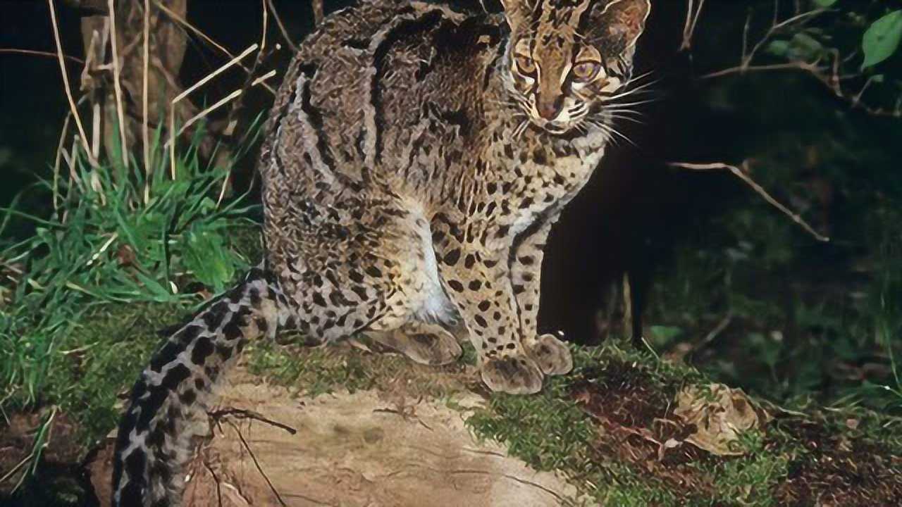 国家地理世界上最神出鬼没的石纹猫