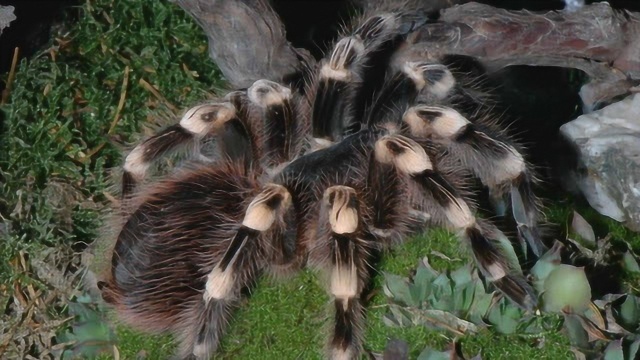 凶狠的毒物巨人蜈蚣大战凶残狼蛛