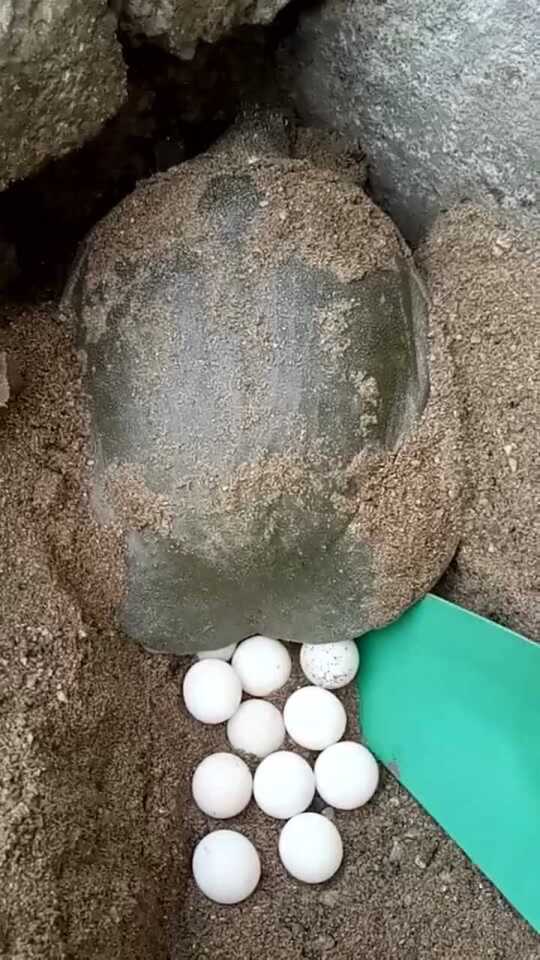 忍者神鳖在下蛋