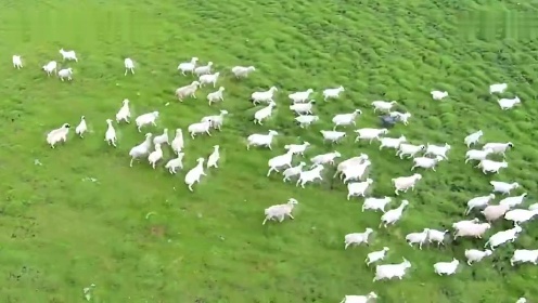 C172内蒙古草原羊群牛群（航拍）
